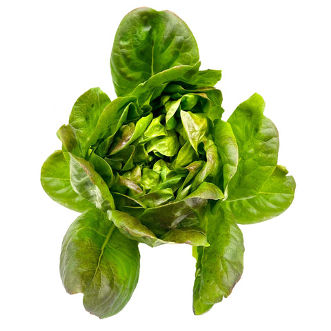 10 Ways to Enjoy Aquaponic Red Butter Lettuce