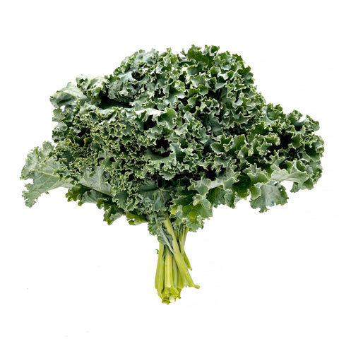 Fresh bunch of Curly Kale grown with organic practices at 4Roots Farm Campus in Orlando, Florida