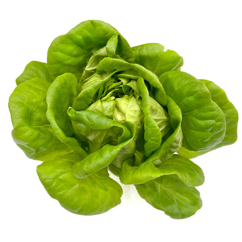 Lechuga mantecosa verde acuapónica