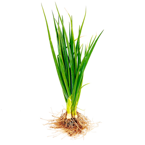 Bunch of fresh local green onions grown using organic farming practices at 4Roots Farm Campus, hand-picked for quality and flavor.