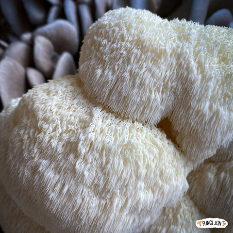 Lion’s Mane Mushrooms - 1/2 lb - Fresh by 4Roots