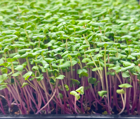 Radish Microgreens - 2oz. Clamshell