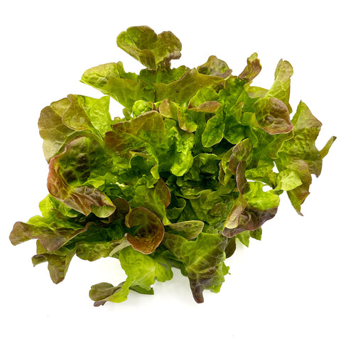 Lechuga de hoja de roble rojo acuapónica