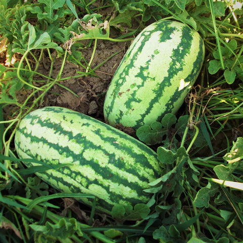 Jubilee Watermelon - Seeded - Local