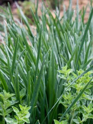 Organic Hydroponic garlic Chives - 1 Bundle - Local