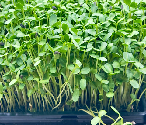 Sunflower Microgreens - 2oz.