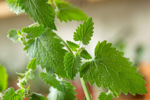 Organic Hydroponic Catnip - Local