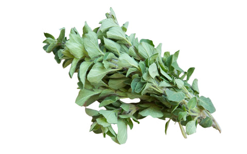 Hydroponic Oregano - Fresh by 4Roots