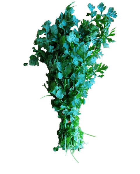 Cilantro - Fresh by 4Roots