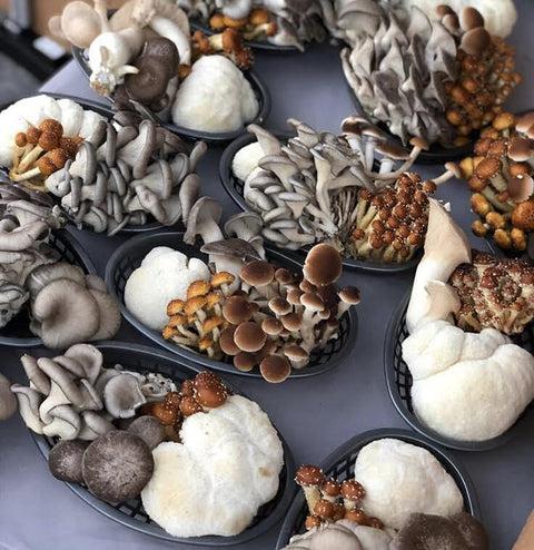 Organic gourmet mushroom sampler – fresh local variety box of mushrooms perfect for cooking, soups, and gourmet dishes
