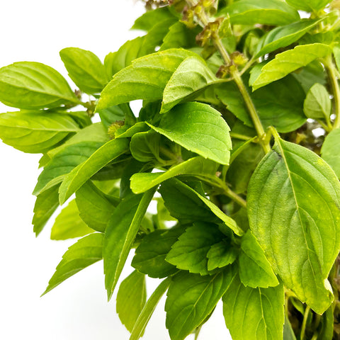 Close-up of African Blue Basil leaves from 4Roots greenhouse in Florida, highlighting the rich texture and deep green color.