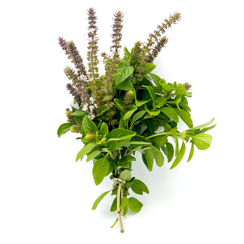 Locally grown African Blue Basil from 4Roots greenhouse in Florida, showcasing vibrant green leaves and fresh aroma.