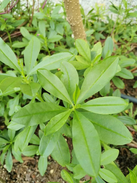 Organic Surinam Spinach - Local - 1 Bunch