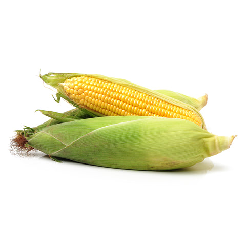 Fresh local corn grown at Long & Scott Farms in Florida, sustainably cultivated for superior sweetness and quality, perfect for grilling, boiling, or adding to seasonal dishes.