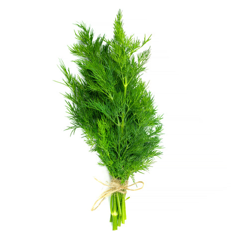 Freshly harvested bunch of locally grown dill with feathery green leaves on a white background