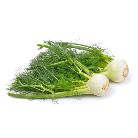 Fresh locally grown fennel with vibrant green fronds and tender bulbs, sustainably cultivated at 4Roots Farm Campus in Orlando, FL.