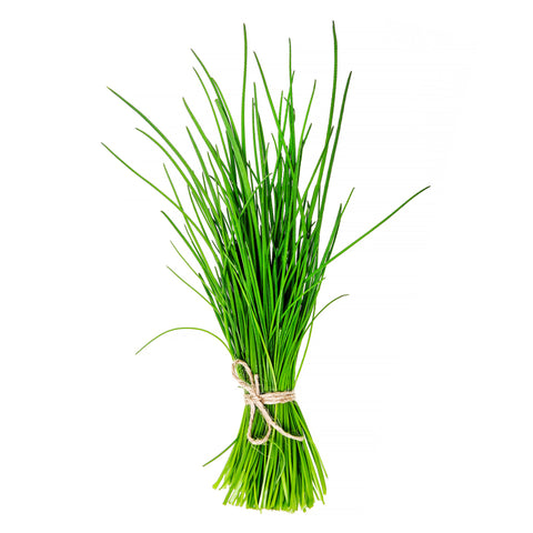 Fresh hydroponic chives grown with organic practices at 4Roots Farm Campus in Orlando, Florida.
