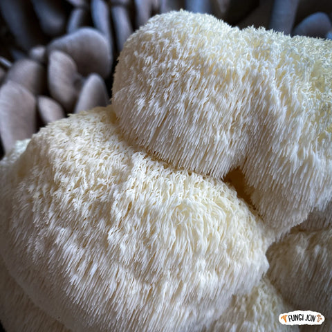 Lion’s Mane Mushrooms - 1/2 lb