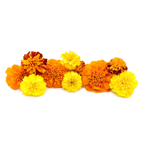 Fresh marigold flowers, locally grown at 4Roots Farm, displayed for use in meals, salads, and garnishes. 10-count pack.