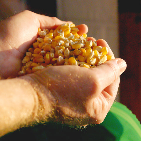 Fresh-Made Corn Tortillas