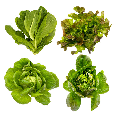 Lechuga de temporada acuapónica