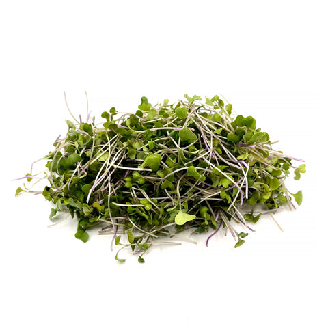 Radish Microgreens
