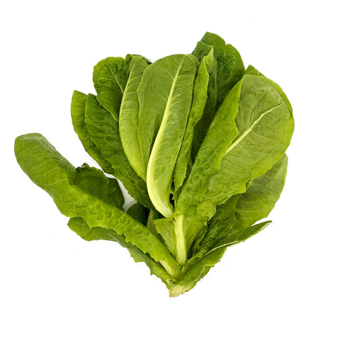 Aquaponic Romaine Lettuce