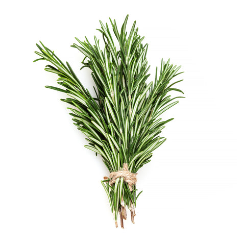 Fresh sprigs of rosemary grown at 4Roots Farm Campus, harvested using organic practices in Orlando, FL