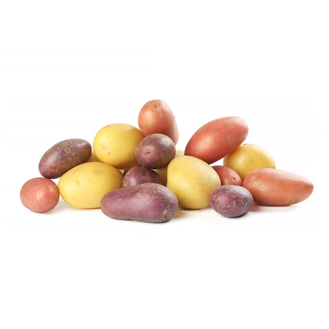 Colorful mix of red, yellow, and purple potatoes grown organically at the 4Roots Farm Campus in Florida.