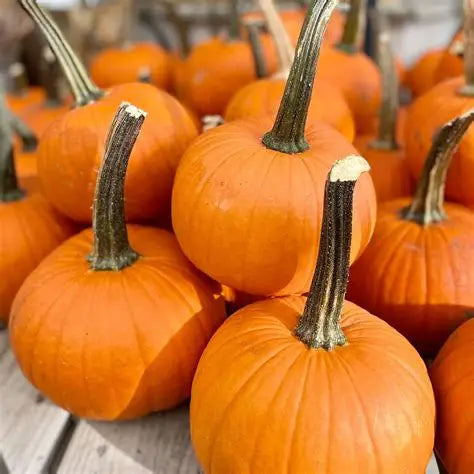 Pumpkins - MTN