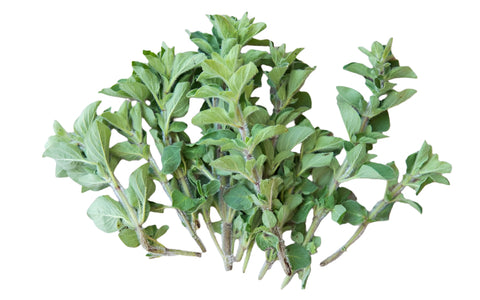 1 Bunch of Organic Oregano