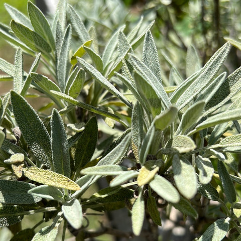 1 Bunch of Organic Sage