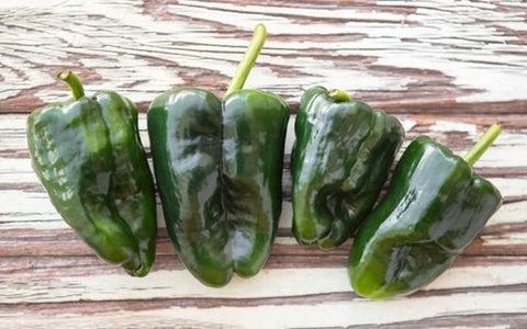 Poblano Peppers