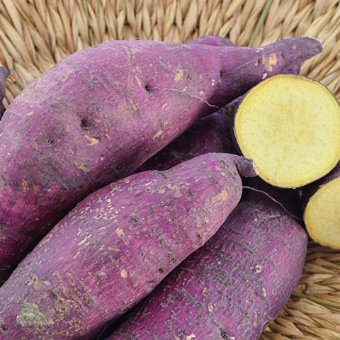 Organic Murasaki Sweet Potatoes - 1 LB – Fresh by 4Roots