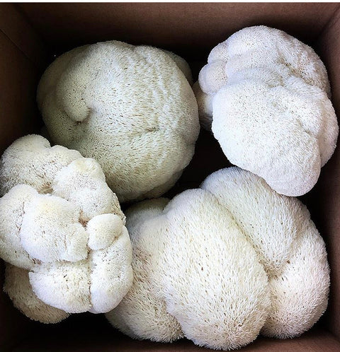 Local Lion’s Mane Mushrooms - 1/2 lb