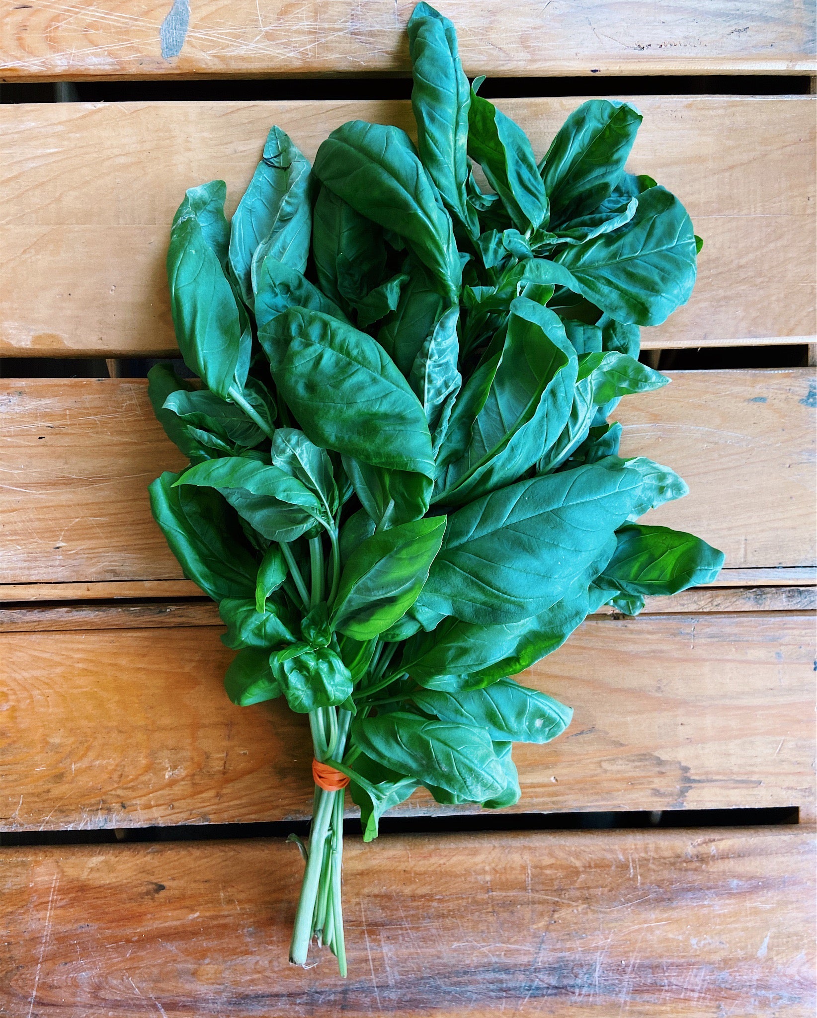 Persian Basil – Fresh by 4Roots