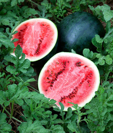 Organic Sugar Baby Seeded Watermelon - LOCAL